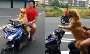 [영상] 오토바이 운전하는 개 “여유롭게 드라이브”