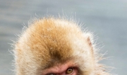 [이슈앤토픽] 손가락 욕하는 일본 원숭이…“뭘 알고 한거니?”