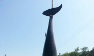 대청도 해상서 6m 밍크고래 그물에 걸려 죽은채 발견