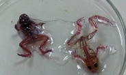 뼈와 장기가 다보이는 투명 개구리…환경오염 돌연변이