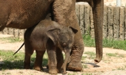 생후 20일 된 아기코끼리, 서울대공원 야외 방사장 나들이