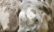 멸종 위기 자바 코뿔소, 63마리로 늘어