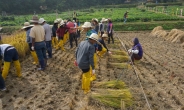강동구, 토종농장서 벼베기 행사…초등생 ‘수확의 기쁨’