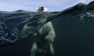 ‘기후 난민’이 된 북극곰…삶의 터전 잃자 마을로