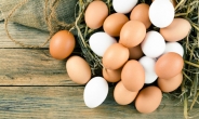 이마트 이어 홈플러스도…계란값 또 9.6% 인상