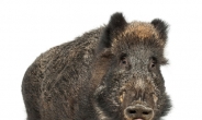 북한산  쓰러진 멧돼지 발견…탐방로 부분 통제