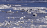 [헤럴드포토] 강력한파에 얼어붙는 한탄강
