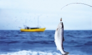 고등어·태평양 넙치·정어리…많이 먹어야 환경 살리는 생선입니다
