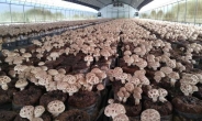 산림조합, 표고버섯 재배 전문가 양성 교육생 모집