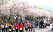 ‘중국 보다 일본’…韓日 경주서 벚꽃 달기기