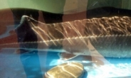 한강 하구에서 잡힌 멸종 위기종 ‘철갑상어’