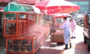 조류인플루엔자 경계 단계…전통시장 ‘산 닭’ 매매 전면금지