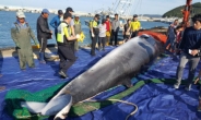 ‘바다의 로또’…인천 소청도서 길이 7ｍ 밍크고래 그물에 걸려