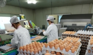 [국내산 계란 살충제 쇼크]장기손상 우려 피프로닐…잔류 농약 검사 3년간 없었다