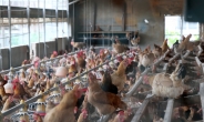 계란 이어 닭에서도 ‘최악의 살충제’ DDT 검출…경산ㆍ영천 산란계 농장