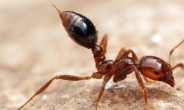 日서 ‘살인 개미’ 판정기술 개발, 연내 활용 전망