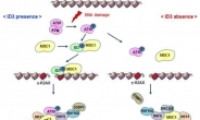 DNA 돌연변이 억제…암 치료 가능성 높여