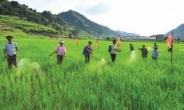 北, 올해 쌀 140만t 수확…작년보다 30만t 감소