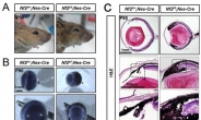KAIST, 눈의 부분별 성장 조절하는 유전자 발견
