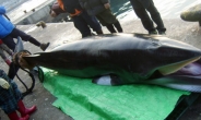 고래싸움에 檢-警 등 터진다?…수사권 조정 대리전된 ‘울산 고래고기’ 사건