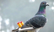 비둘기 한마리 5억·비단잉어 4억중국 부호들 ‘값비싼 취미’ 유행