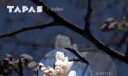 [TAPAS]벚꽃에디션으로 시작하는 봄ㆍ봄ㆍ봄