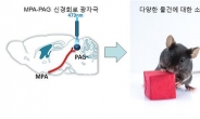 소유욕 만드는 뇌 신경회로 찾았다…도벽ㆍ게임중독 치료 기대