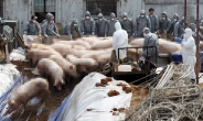 [포토뉴스]‘아비규환’ 김포 돼지농가…구제역 차단 살처분 개시