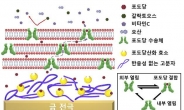 오차발생↓?정확도↑…고정밀 혈당측정기 개발