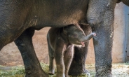 “아기코끼리 ‘코리’, 서울어린이대공원서 만나보세요”