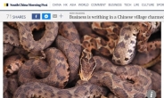 ‘로또가 된’ 뱀…300만마리가 한 마을에 ‘득시글’