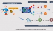 김치유산균으로 ‘아토피’ 치료한다