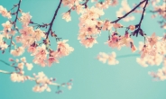 벚꽃과 함께…고궁서 즐기는 ‘클래식 만찬’