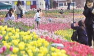 [포토뉴스] 봄을 기다리는 마음…