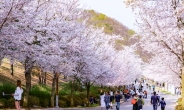 비발디파크 ‘2019 벚꽃축제’ 4월 6일 개최