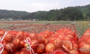 서울시 '가격 폭락' 양파·마늘 판로 지원 나선다