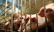 “앞으로 돼지에 음식 잔반 못 준다”…아프리카 돼지열병 예방 차원