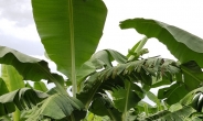 [피플&스토리]“필리핀서 바나나 직접 농사지으며 배웁니다”…오창화 진원무역 대표
