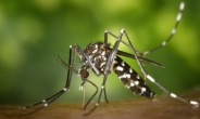 기온상승 영향…말라리아 매개 모기 ‘얼룩날개모기류 주의보’