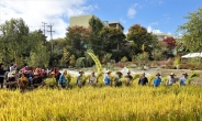 은평구, 가을걷이 향림 논두렁 축제 개최