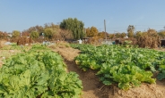 송파구 주말농장 경작자 모집…9㎡당 임차료 7만원