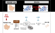 한약재 ‘후박’으로 줄기세포 치료 부작용 줄인다