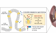 원하는 부위에만 빛 쬐여 ‘당뇨비만’ 잡는다