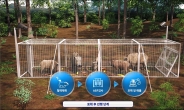 ICT 기술로 아프리카돼지열병 확산 막는다
