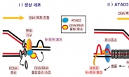 癌 억제 단백질이 DNA 변이 막는다