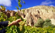 터키 와인 역사 7000년, 카파도키아 청포도와 이즈미르 포도주