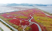 천사섬끼리 경쟁, 퍼플·동백·염전·꽃섬 [함영훈의 멋·맛·쉼]