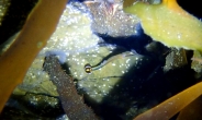 독도바다에서 희귀어종 ‘부채꼬리실고기’ 첫 발견