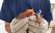 광주 무등산서 발견된 ‘황금박쥐’ 부상으로 죽어