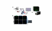 살아있는 B세포만 찾아내는 ‘형광분자’ 개발…질병 조기예측 도구 기대